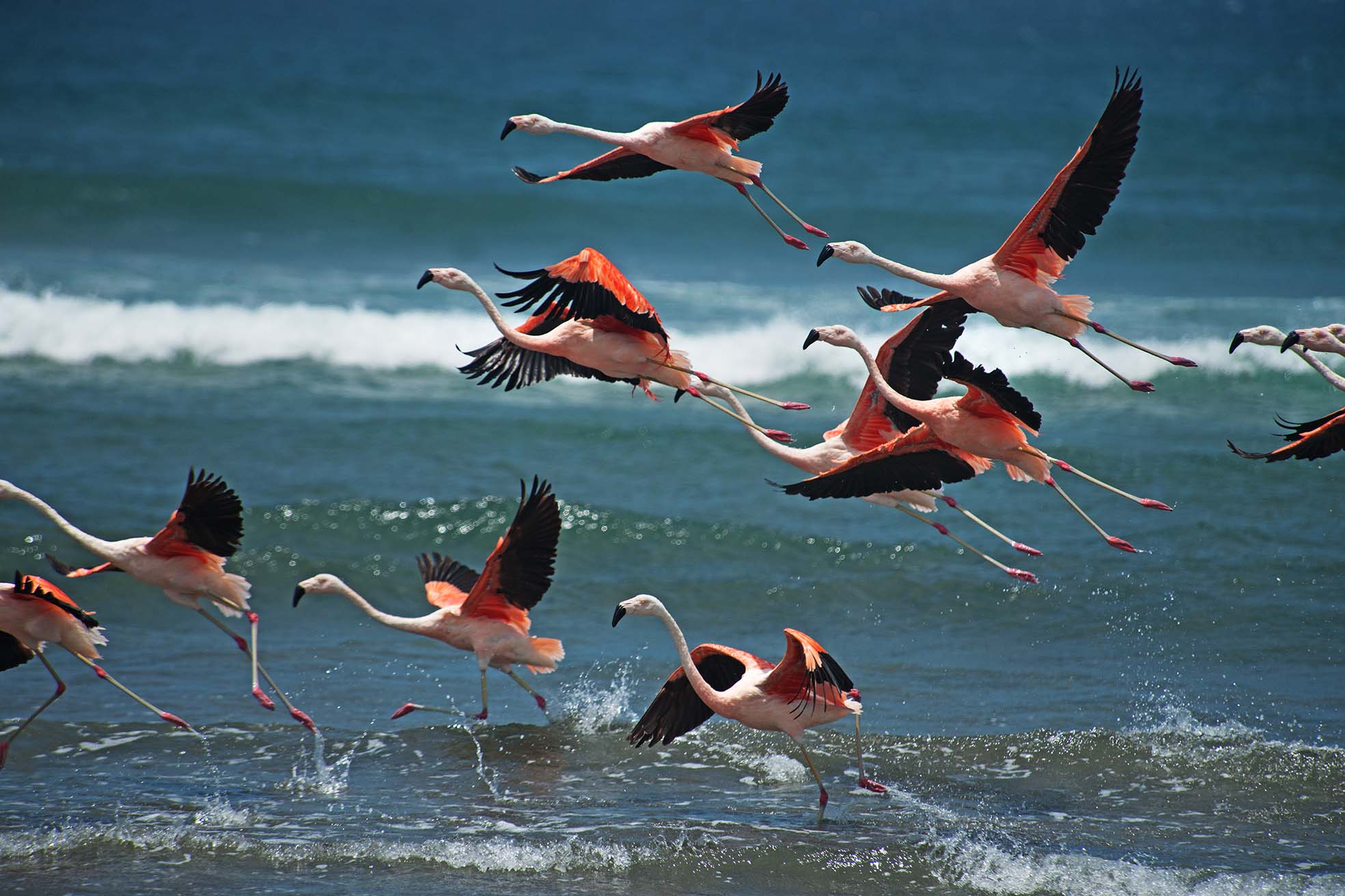 Distributeur Automatique de Croquettes 5L - Programmable via App